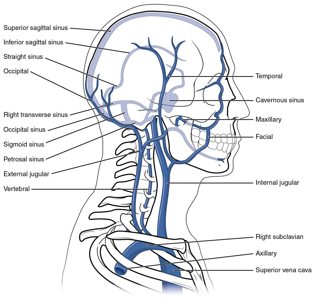 A side view of the head and neck showing the veins. Wide venous channels run inside the skull, along the top midline and around the back and base of the skull, and drain into a large deep vein running down the neck beside the airway. A smaller vein runs down the outside of the neck, and veins from the face and scalp join both. The neck veins end in a vein running under the collarbone.