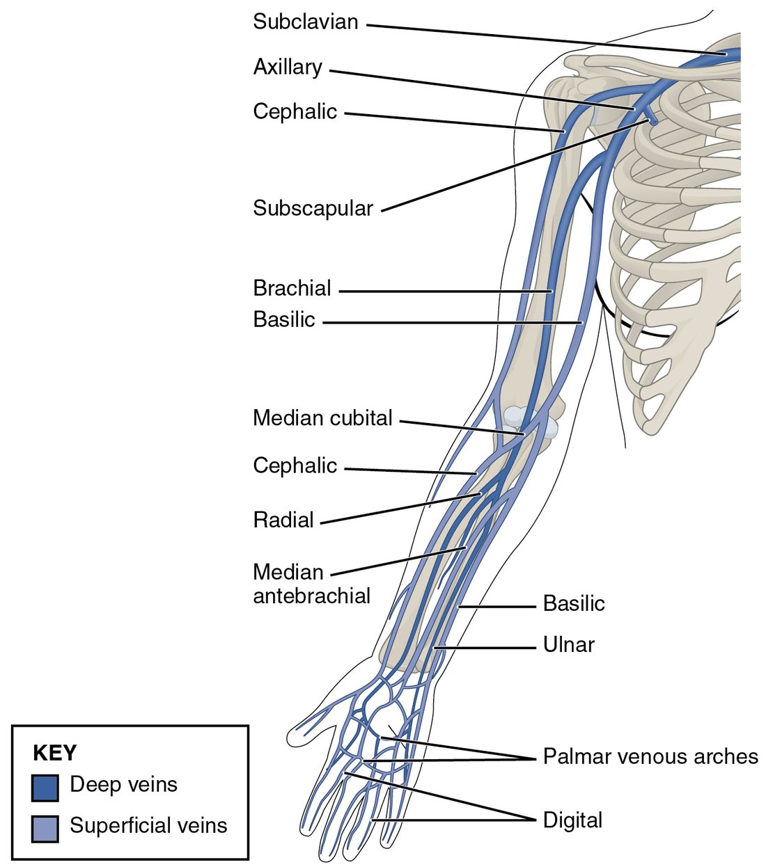 The veins of the right arm, front view, with deep veins shown darker than superficial ones. Deep veins run beside the forearm and arm bones. A superficial vein runs up the thumb side, another up the little-finger side, and a short vein crosses the front of the elbow to link them. All drain into a vein in the armpit and then one under the collarbone.