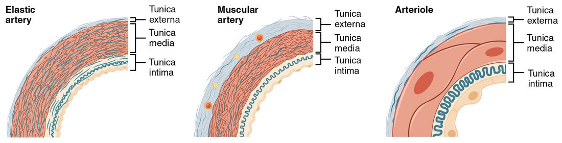 Three curved wedges of vessel wall side by side, each with its inner, middle and outer layers bracketed. The elastic artery has a thick middle layer packed with wavy dark elastic fibers. The muscular artery has a thick middle layer of smooth muscle, a wavy inner elastic line, and small vessels in its outer layer. The arteriole has a thin wall with only a few large smooth muscle cells in its middle layer.