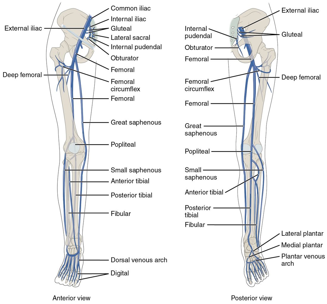 The veins of the lower limb in front and back views. Deep veins run beside the leg and thigh bones and join into one vein behind the knee and one in the thigh, which passes into the pelvis. A long superficial vein runs from the inner ankle up the inner side of the leg to the groin, and a shorter one runs up the back of the calf to the back of the knee. A venous arch crosses the top of the foot.