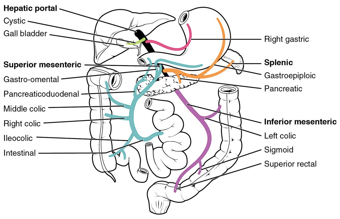 The abdominal organs with the veins that drain the gut. Veins from the stomach, pancreas, spleen and intestines gather into three main veins that join behind the pancreas into a single large vein running up into the liver.