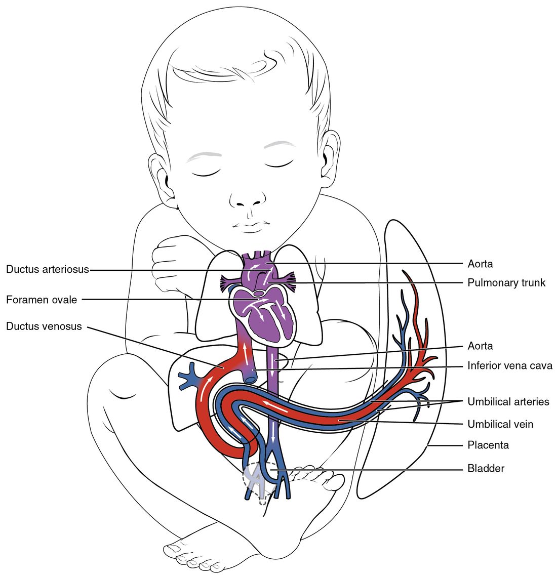 An outline drawing of a fetus curled up, with its circulation drawn in color. A red vein runs from the placenta at the right through the cord to the liver, where a short red channel carries it past the liver into a large vein rising to the heart. The heart and the vessels leaving it are purple, showing mixed blood; an opening between the two upper chambers and a short channel between the two great arteries above the heart are marked. Blue vessels branch from the lower body's arteries and run back out through the cord to the placenta. Labels mark the three short cuts, the aorta, the pulmonary trunk, the large vein, the vessels of the cord, the placenta and the bladder.