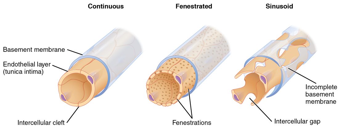Three short capillary tubes cut open at one end. The first has an unbroken wall of endothelial cells wrapped in a complete basement membrane, with narrow clefts between cells. The second has a similar wall dotted with small pores through the cells. The third has large gaps between cells and a basement membrane with holes in it.