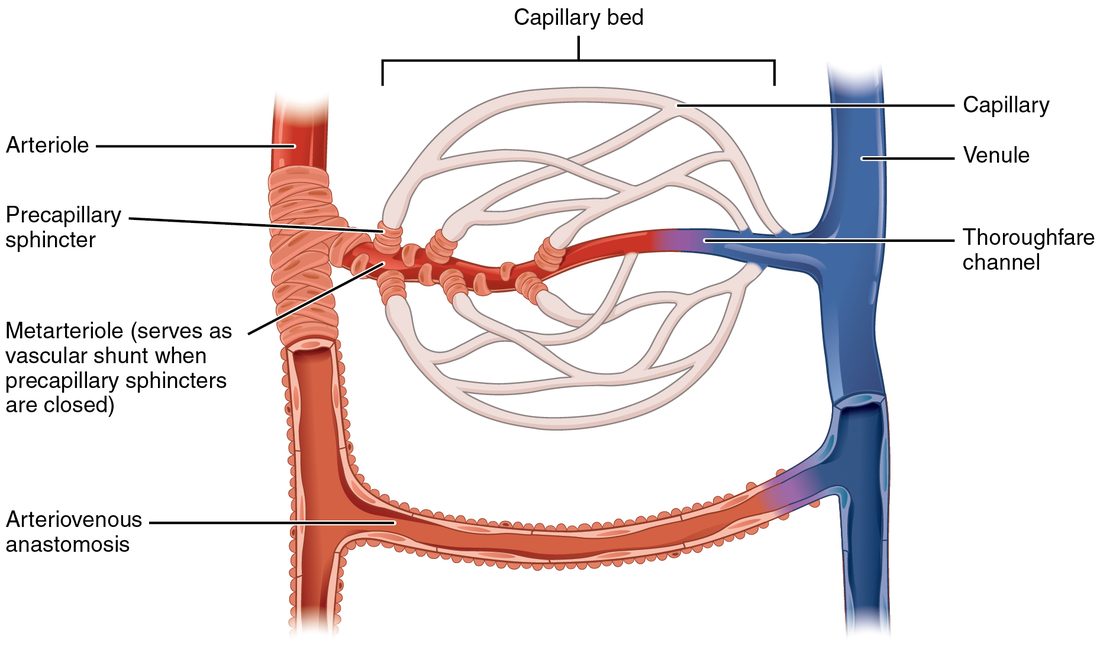 A red arteriole on the left and a blue venule on the right joined by a pale network of capillaries. A straight channel crosses the network from arteriole to venule, with rings of muscle drawn where capillaries branch from it. Below the network, a wide vessel connects the arteriole directly to the venule.
