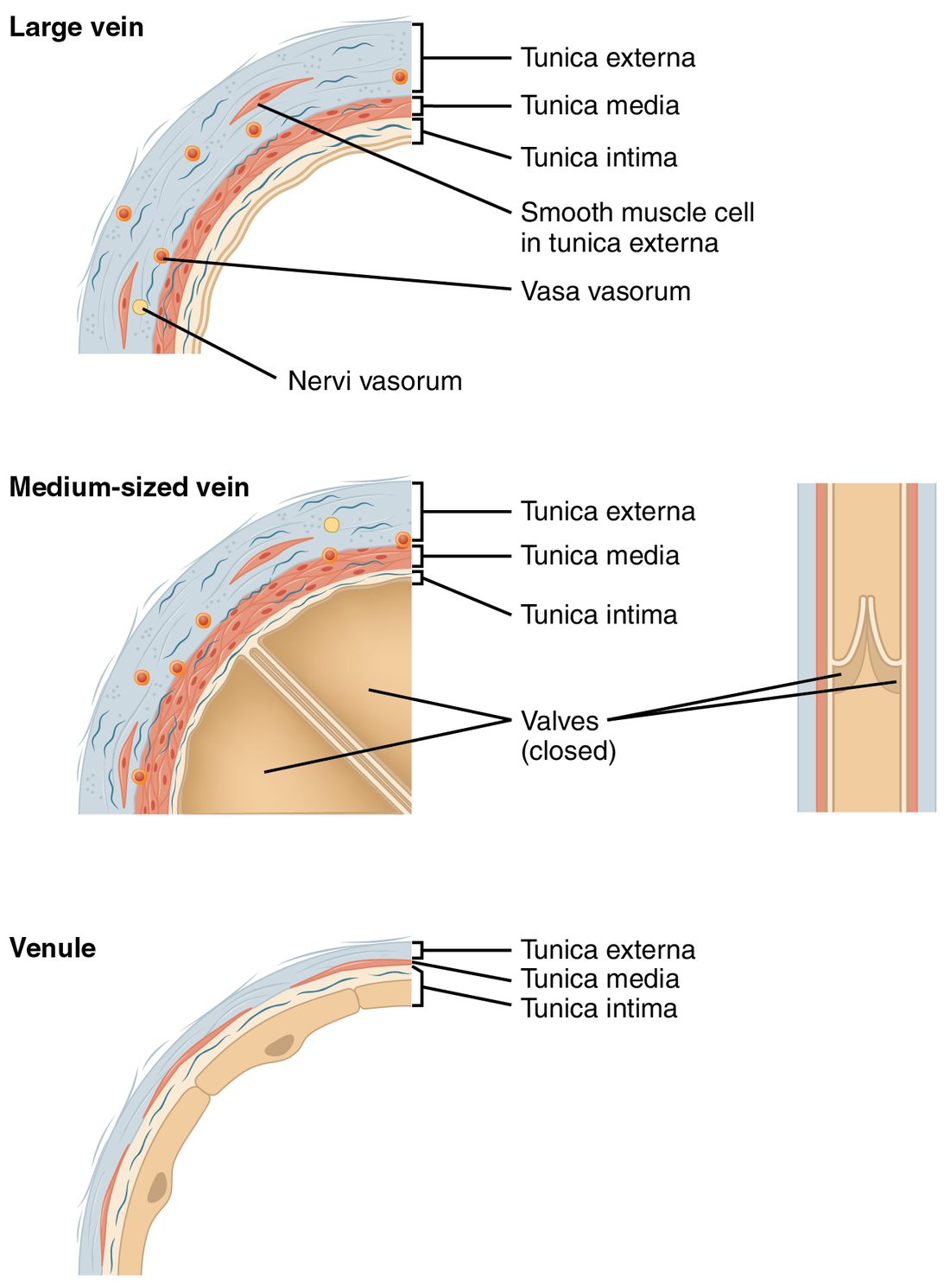 Wedges of wall from three veins with their layers bracketed. The large vein has a thick outer layer containing small vessels, nerves and some smooth muscle, over a thin middle layer. The medium vein has a thin middle layer and paired flaps projecting into the lumen, shown closed, with a side view of the flaps. The venule has a very thin wall of lining cells and a trace of muscle.