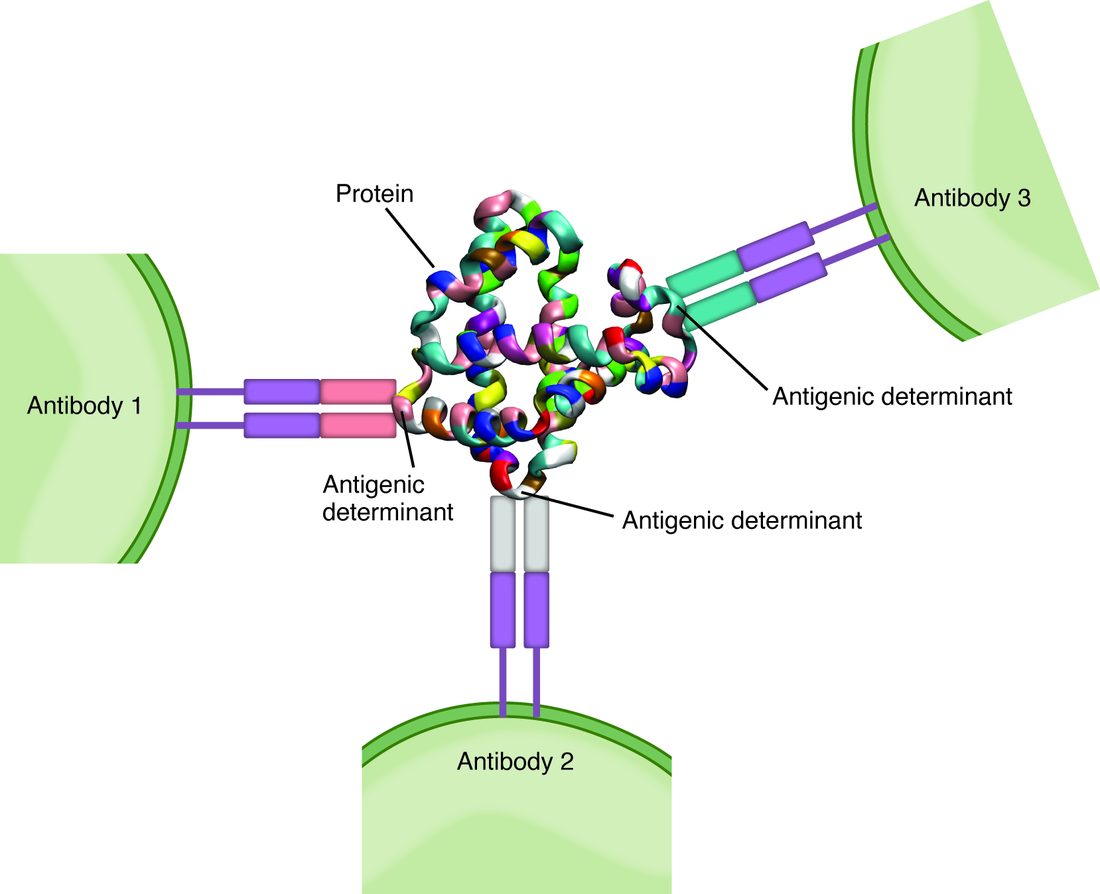 A folded protein drawn as a tangle of colored ribbon in the center. Three green cells surround it, labeled Antibody 1, 2 and 3, each reaching toward the protein with a pair of receptor arms. Each pair touches a different small patch on the protein's surface, and each patch is labeled antigenic determinant.