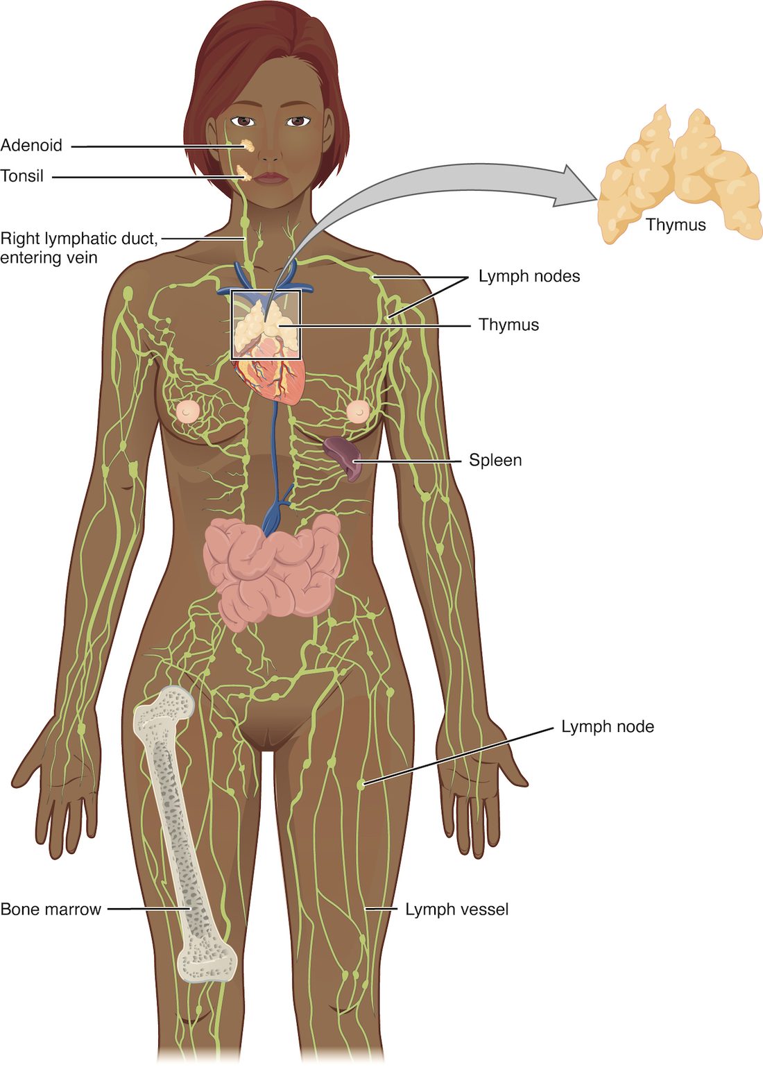 A front view of a woman's body with a network of thin green vessels running through the arms, legs and trunk, dotted with small bead-like swellings that cluster in the armpits, neck and groin. Labeled organs include small lumps at the back of the nose and throat, the thymus above the heart (also shown enlarged at the top right), the spleen on the upper left of the abdomen, and the marrow inside a thigh bone. A duct on the right side of the neck joins a vein.
