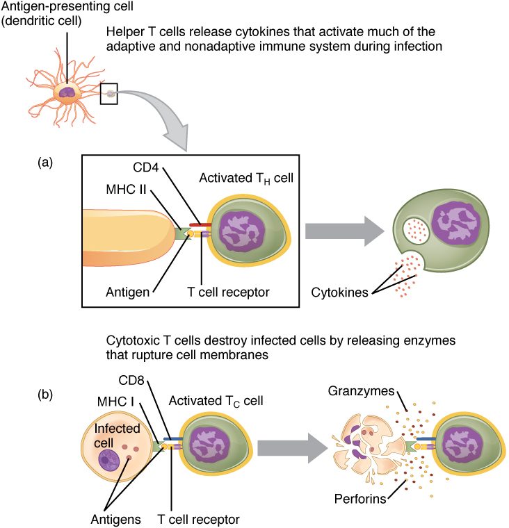 Two panels. Top: a dendritic cell with many long branching arms; a close-up shows one arm holding an antigen in an MHC II protein, bound by a T cell receptor and a CD4 protein on an activated helper T cell. An arrow leads to the helper T cell releasing a cloud of dots labeled cytokines. Bottom: an infected cell holds antigens in an MHC I protein, bound by a T cell receptor and a CD8 protein on an activated cytotoxic T cell. An arrow leads to the infected cell broken into fragments, with dots labeled perforins and granzymes scattered around it.