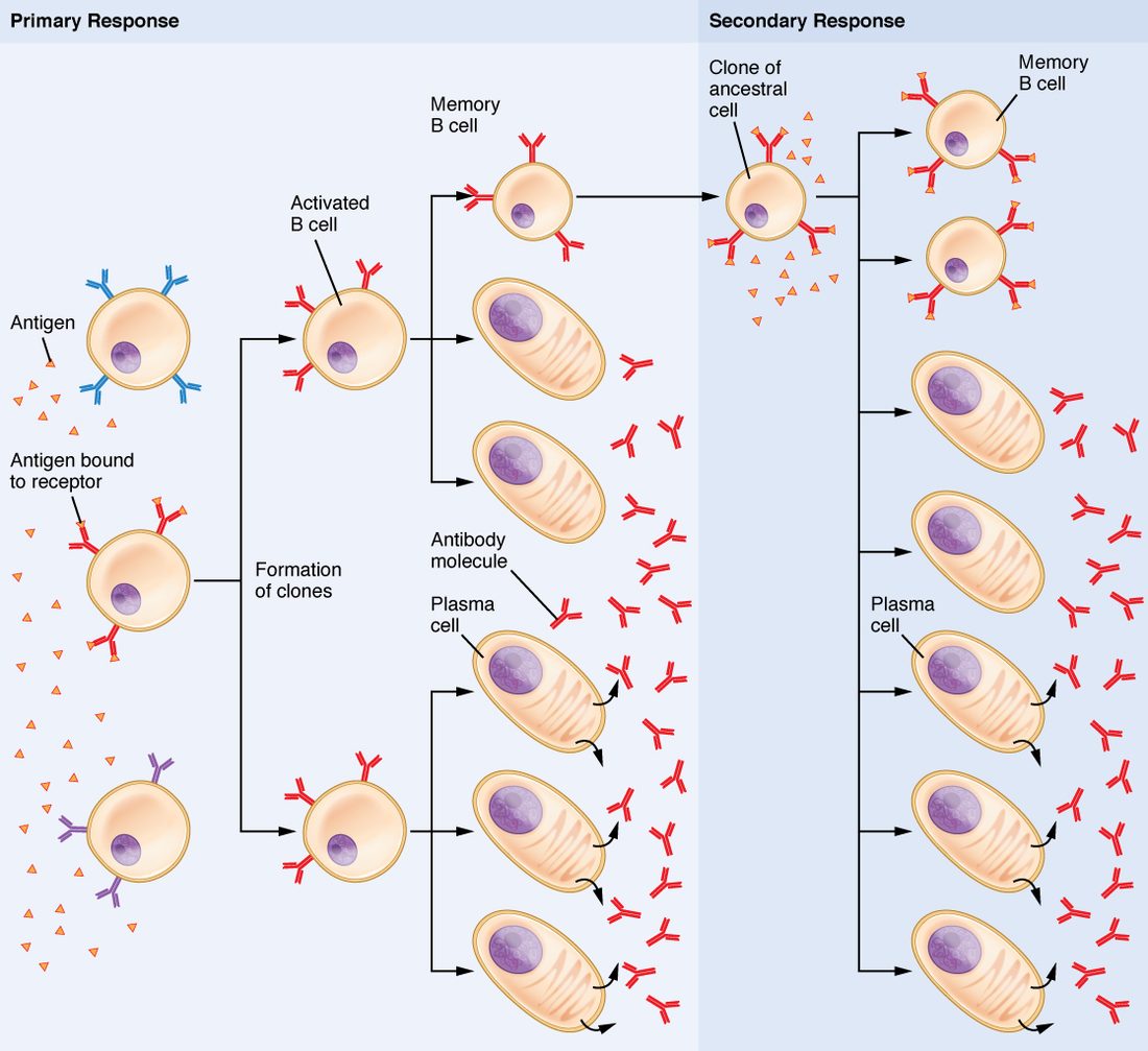 A branching diagram in two parts. Left, primary response: three B cells with differently shaped receptors sit among small triangles of antigen; only the middle one has antigen bound to its receptors. It divides into a clone of activated B cells, which become one memory B cell and many larger plasma cells with layered cytoplasm, each releasing Y-shaped antibody molecules. Right, secondary response: the memory B cell meets the same antigen again and quickly gives rise to more memory B cells and many more antibody-releasing plasma cells.