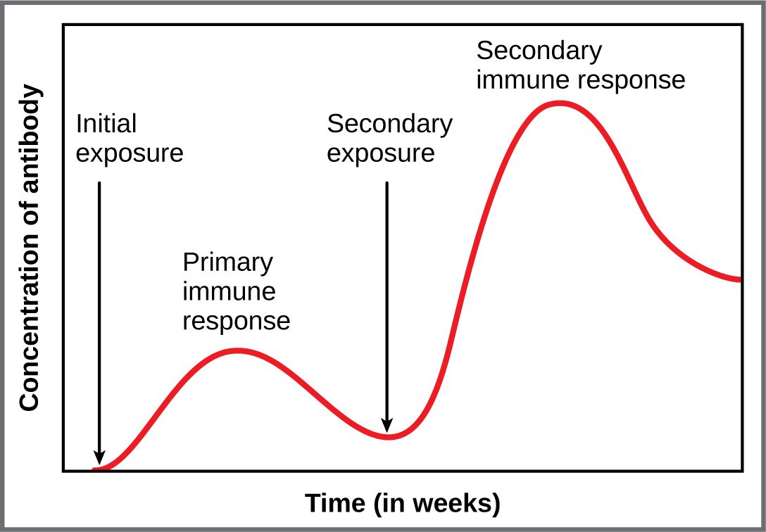 A graph of antibody concentration in the blood against time in weeks. An arrow marks the initial exposure, after which the curve stays low briefly, then rises to a small, low peak labeled primary immune response and falls back. A second arrow marks the secondary exposure to the same antigen. The curve then climbs quickly and steeply to a peak several times higher than the first, labeled secondary immune response, and falls slowly, staying well above the starting level.