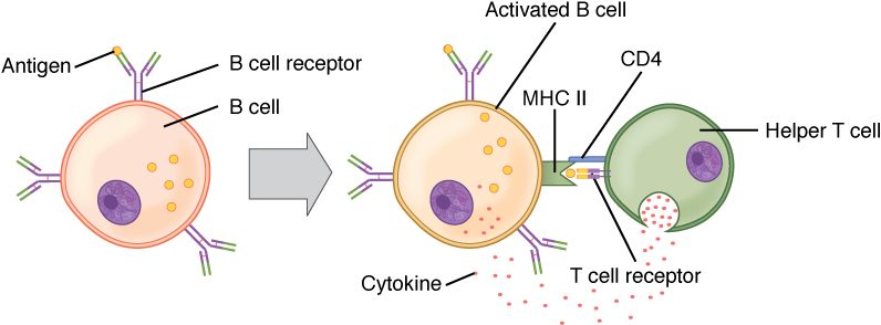 Left: a resting B cell whose surface B cell receptors, Y-shaped, have bound antigen, which the cell takes inside. A thick arrow points right. Right: the now activated B cell shows pieces of the antigen in an MHC II protein on its surface. A helper T cell binds that complex with its T cell receptor and its CD4 protein, and releases dots labeled cytokine onto the B cell.