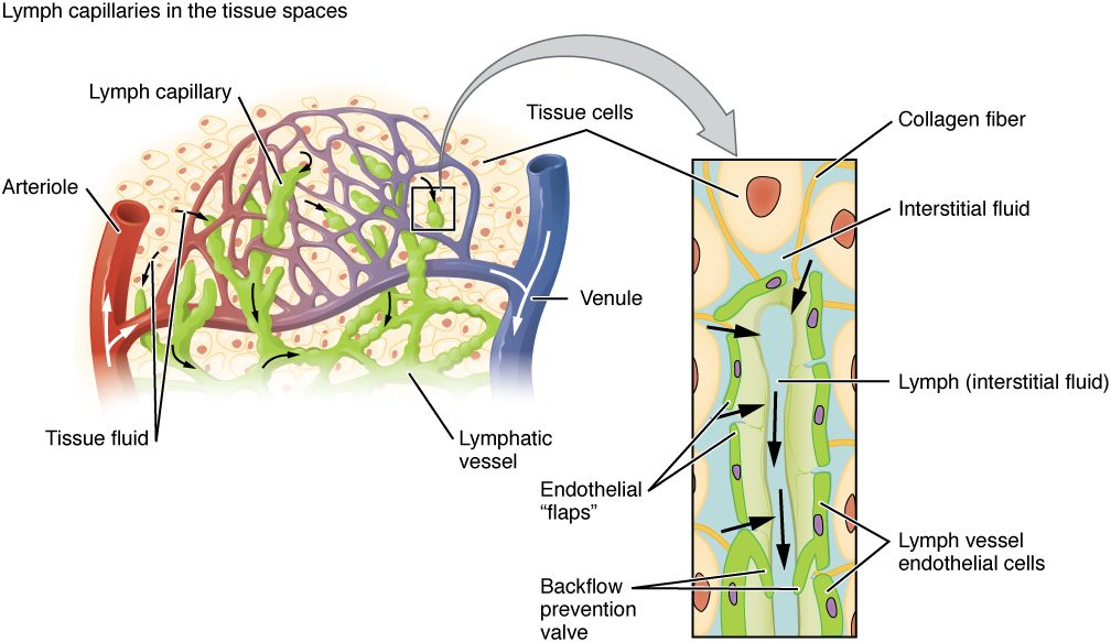 Left, a bed of blood capillaries between a red arteriole and a blue venule, with green blind-ended lymphatic capillaries threaded among them and among the tissue cells; arrows show fluid leaving the blood capillaries into the tissue and entering the lymphatic capillaries, which join a larger lymphatic vessel. Right, an enlarged lymphatic capillary: its wall is a single layer of overlapping endothelial cells whose loose edges act as flaps, anchored to surrounding collagen fibers. Arrows show interstitial fluid slipping between the flaps into the vessel, where it is lymph, and valves inside the vessel keep it flowing one way.