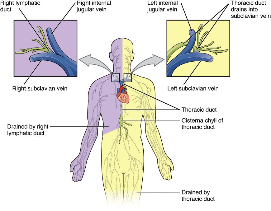 A front view of the body shaded in two colors: the right arm, the right side of the head and neck and the right side of the chest in purple, and everything else in yellow. A duct runs up in front of the spine from a small sac in the upper abdomen, the cisterna chyli, to the left side of the neck. Enlarged boxes show, on the right, a short duct joining the right internal jugular and right subclavian veins, and on the left, the thoracic duct joining the left internal jugular and left subclavian veins.