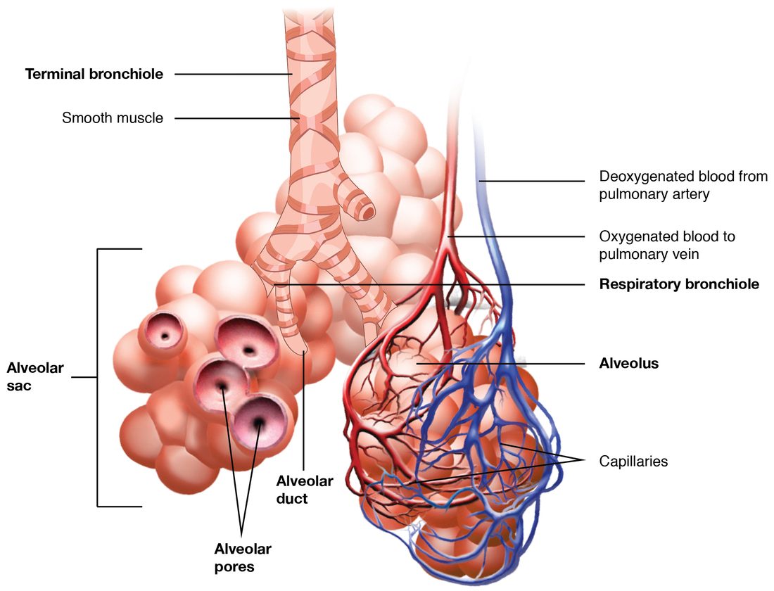 A small airway wrapped in spiral bands of smooth muscle branches into smaller airways, the first of which have a few air sacs budding from their walls. These lead through short passages into grape-like clusters of air sacs, some cut open to show holes linking neighbors. A net of small blood vessels, blue where they arrive and red where they leave, covers one cluster.