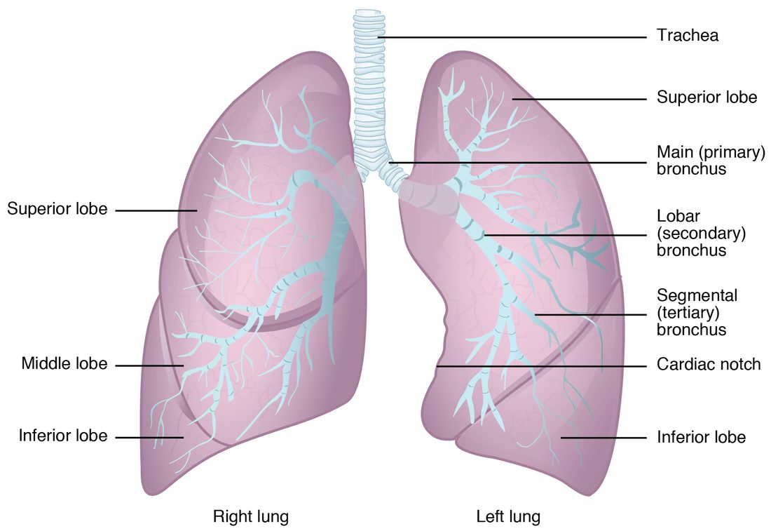 Both lungs from the front with the branching airway drawn inside. The windpipe divides into a main branch for each lung, which divides into a branch for each lobe and then smaller branches. The right lung has three lobes separated by two grooves; the left has two lobes and a hollow in its front edge where the heart sits.