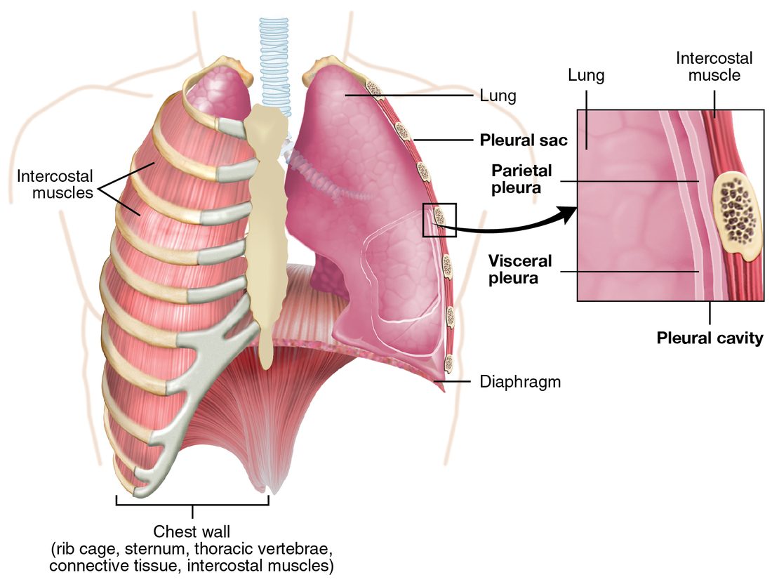 The chest from the front with the rib cage and intercostal muscles drawn on one side and a lung shown on the other, resting on the domed diaphragm. An enlarged box shows the edge of the lung: a thin membrane covering the lung, a second thin membrane lining the chest wall beside a rib and intercostal muscle, and a very narrow space between the two.