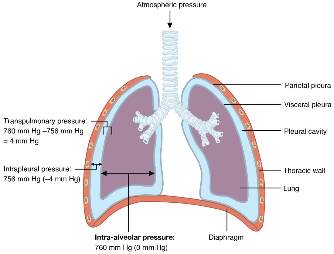 Both lungs inside the chest, each wrapped in two thin membranes with a narrow space between them, resting on the diaphragm. Labels give the pressures at rest: the air inside the lungs at 760 mm Hg, equal to the air outside; the space between the membranes at 756 mm Hg, 4 below atmospheric; and the difference across the lung wall, 4 mm Hg.