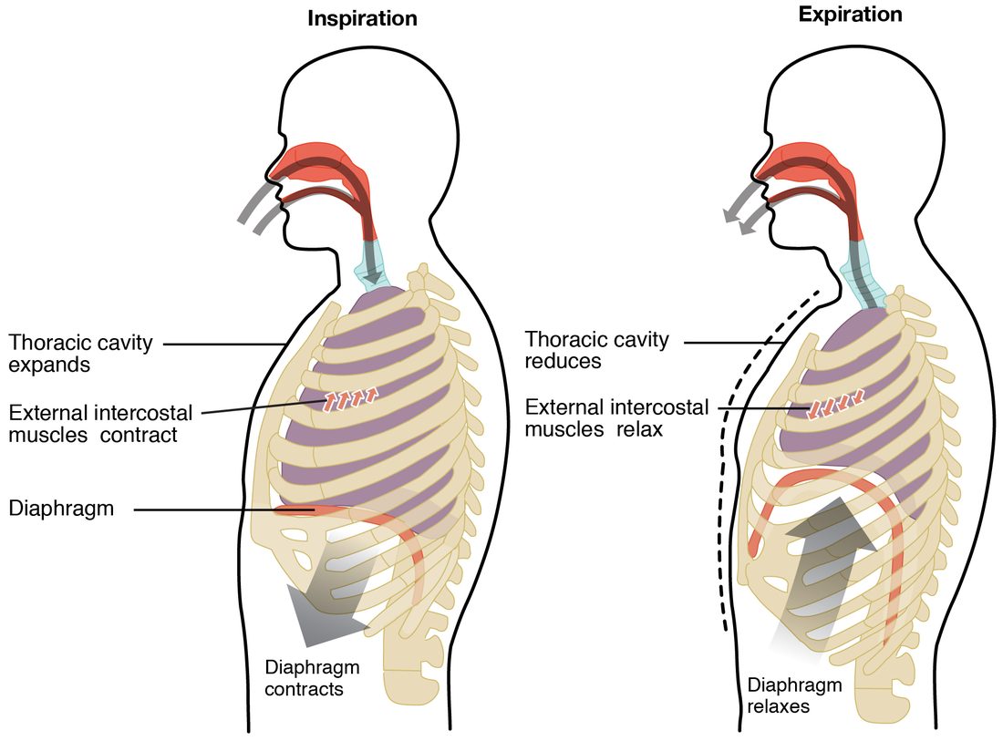 Two side views of a person's chest. Breathing in: the domed diaphragm contracts and moves down, the external intercostal muscles contract and lift the ribs, and the chest cavity expands as air flows in through the nose. Breathing out: the diaphragm relaxes and rises, the external intercostals relax, and the chest cavity gets smaller as air flows out.