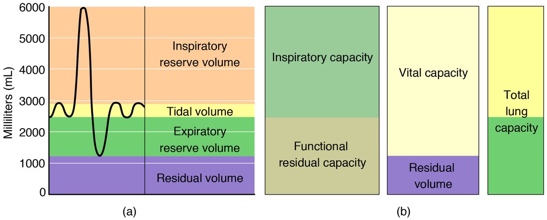 Two panels on a vertical scale from 0 to 6,000 milliliters. The left panel is a spirogram: a trace of lung volume over time shows small, regular breaths between about 2,500 and 2,900 mL, one deepest possible breath in to 6,000 mL, and one fullest possible breath out to about 1,200 mL. Colored bands behind the trace mark the four volumes: residual volume from 0 to about 1,200 mL, expiratory reserve volume up to about 2,500 mL, tidal volume up to about 2,900 mL, and inspiratory reserve volume up to 6,000 mL. The right panel shows the capacities as bars built from those volumes: inspiratory capacity above functional residual capacity; vital capacity above residual volume; and total lung capacity spanning the whole scale.