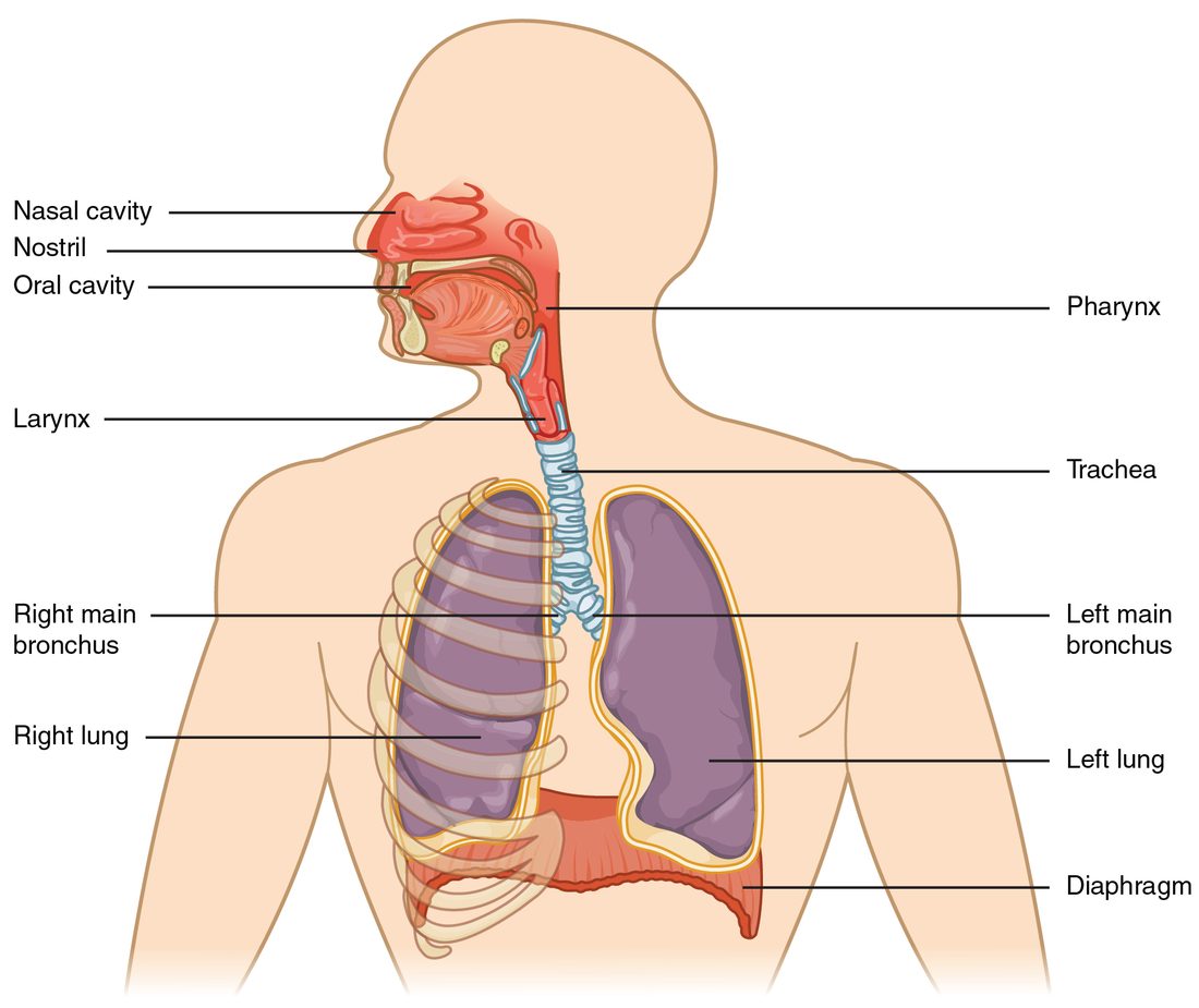 The upper body with the respiratory organs drawn in. Air passages run from the nostril and nasal cavity through the throat and voice box into the windpipe, which divides into a right and a left branch entering the two lungs. The right lung sits behind the ribs, and the dome-shaped diaphragm lies beneath both lungs.