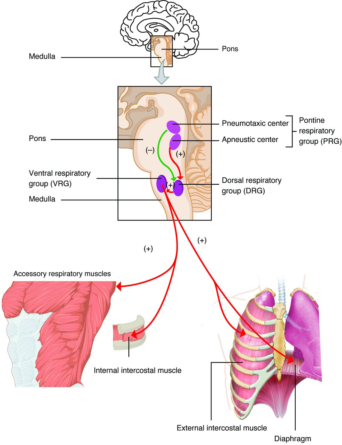 At the top, a side view of the brain with a box around the brainstem, labeling the pons and the medulla. Below, an enlarged view of the brainstem shows two purple areas in the pons, labeled pneumotaxic center and apneustic center and bracketed together as the pontine respiratory group; the pneumotaxic center has an inhibiting arrow and the apneustic center a stimulating arrow to the medulla. In the medulla, two purple areas are labeled ventral respiratory group and dorsal respiratory group. Stimulating arrows run from the medulla down to the accessory breathing muscles of the neck and chest, the internal intercostal muscles, the external intercostal muscles and the diaphragm.