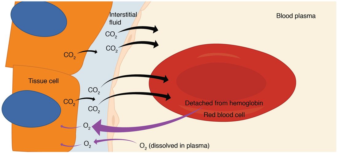 Gas exchange in a body tissue. On the left, orange tissue cells with blue nuclei; in the middle, a pale band of interstitial fluid; on the right, blood plasma in a capillary holding a red blood cell. Black arrows carry carbon dioxide out of the tissue cells, across the interstitial fluid and into the plasma and the red blood cell. Purple arrows carry oxygen the other way: a large one from the red blood cell, where it has detached from hemoglobin, and a small one from oxygen dissolved in the plasma, into the tissue cells.