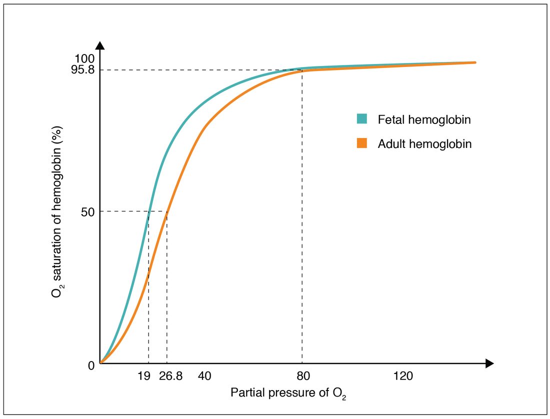 A graph of hemoglobin's oxygen saturation, from 0 to 100 percent, against the partial pressure of oxygen, from 0 to about 140 mm Hg. Two S-shaped curves rise steeply at low partial pressures and level off near the top. The fetal hemoglobin curve lies to the left of the adult hemoglobin curve: dashed lines show it reaches 50 percent saturation at 19 mm Hg, while adult hemoglobin reaches 50 percent at 26.8 mm Hg. Both curves are close to 95.8 percent at 80 mm Hg and nearly meet at higher pressures.