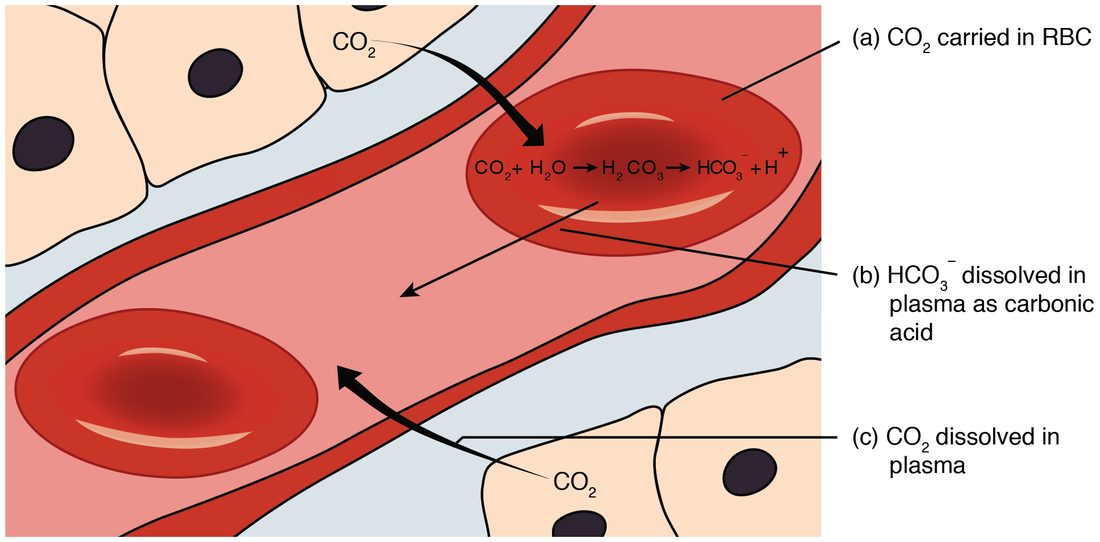 A drawing of a capillary running diagonally between tissue cells, with two red blood cells inside it. An arrow carries carbon dioxide from a tissue cell at the top into one red blood cell, where the equation CO2 plus H2O gives H2CO3, which gives HCO3 minus plus H plus, is written; an arrow then leads from that cell into the plasma. A second arrow carries carbon dioxide from a tissue cell at the bottom into the plasma. Three labels name the forms: carbon dioxide carried in the red blood cell, bicarbonate in the plasma, and carbon dioxide dissolved in plasma.