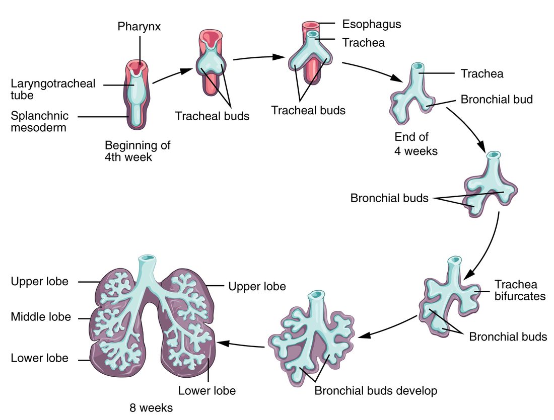 A cycle of small drawings of the developing lower airway, joined by arrows. It starts at the beginning of week 4 as a tube in front of the pharynx wrapped in a layer of tissue, becomes a tube with two buds at its lower end, then a trachea with two bronchial buds in front of the esophagus, then repeatedly branching buds, and ends at 8 weeks with two lungs, three lobes on the right and two on the left, filled with a branching airway tree.