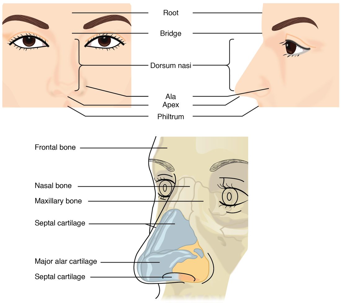 Three drawings of the nose. A front view and a side view of a face name the parts of the outer nose from the root between the eyes down the ridge to the tip and the flared wings beside each nostril. A third drawing shows the framework beneath: the nasal and upper jaw bones at the top and plates of cartilage, including the septal cartilage, forming the lower nose.