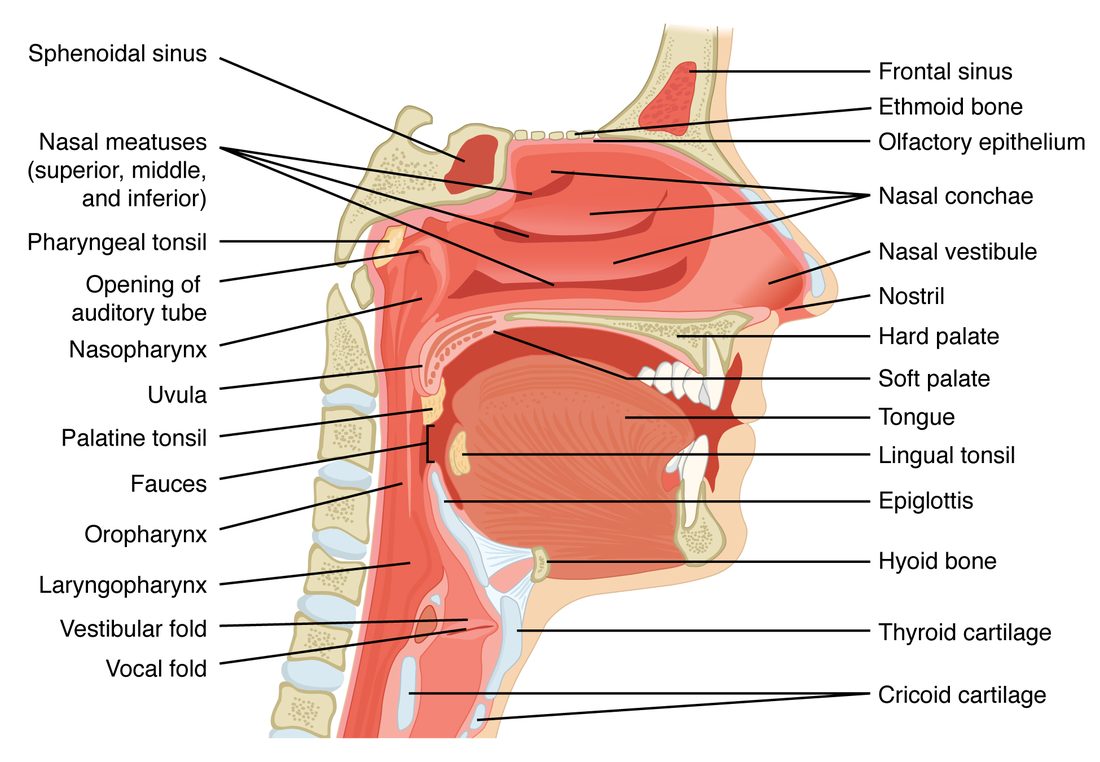 A midline cut through the head and neck seen from the side. The nasal cavity with three curled shelves on its side wall sits above the roof of the mouth, with the sinuses of the frontal and sphenoid bones around it. Behind the nose, mouth and voice box the throat is divided into upper, middle and lower parts. The voice box below shows the leaf-shaped flap at its top, its two pairs of folds, and the large shield-shaped cartilage and ring-shaped cartilage in its wall, with the hyoid bone above.
