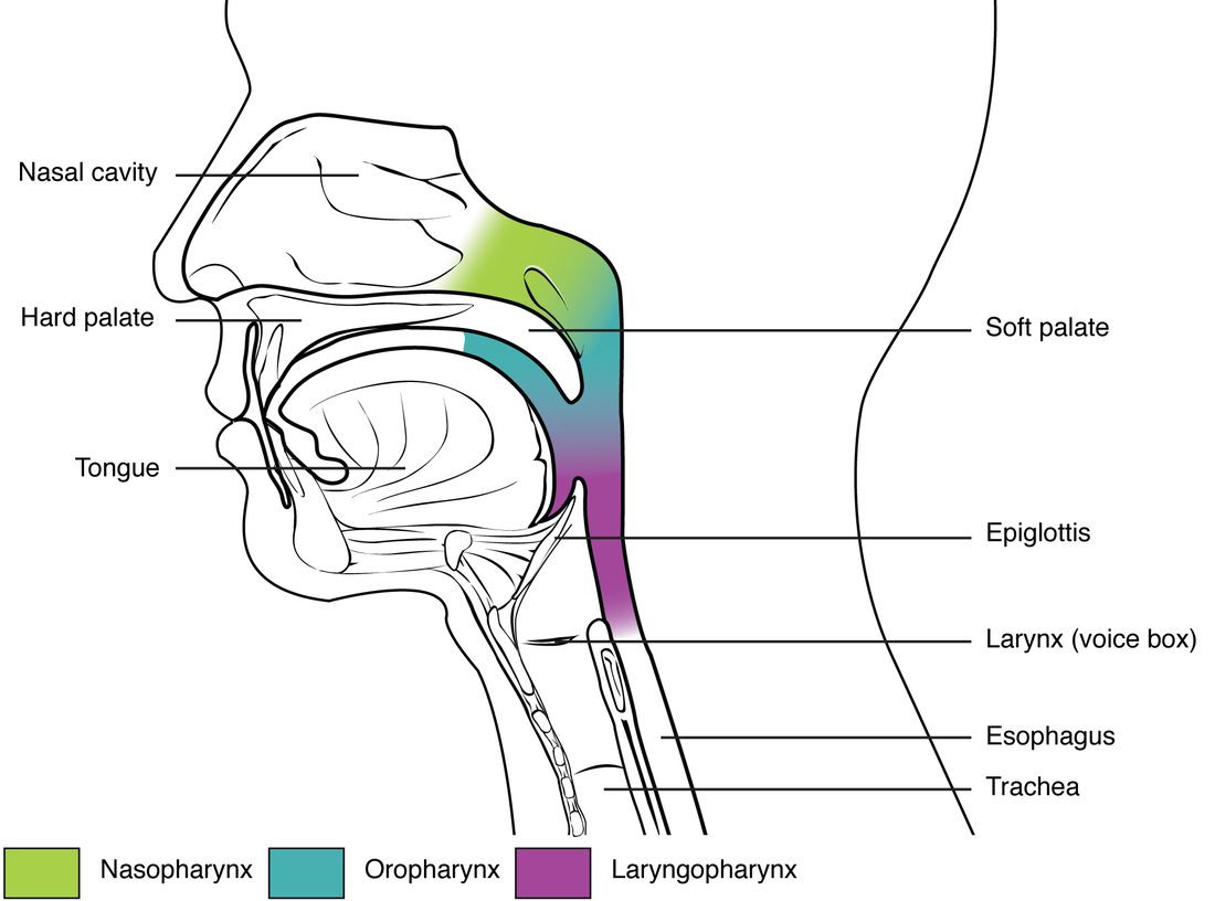 A side view outline of the head and neck with the throat shaded in three colors: the upper part behind the nasal cavity, the middle part behind the mouth and the lower part behind the voice box, continuing down as the esophagus behind the trachea.