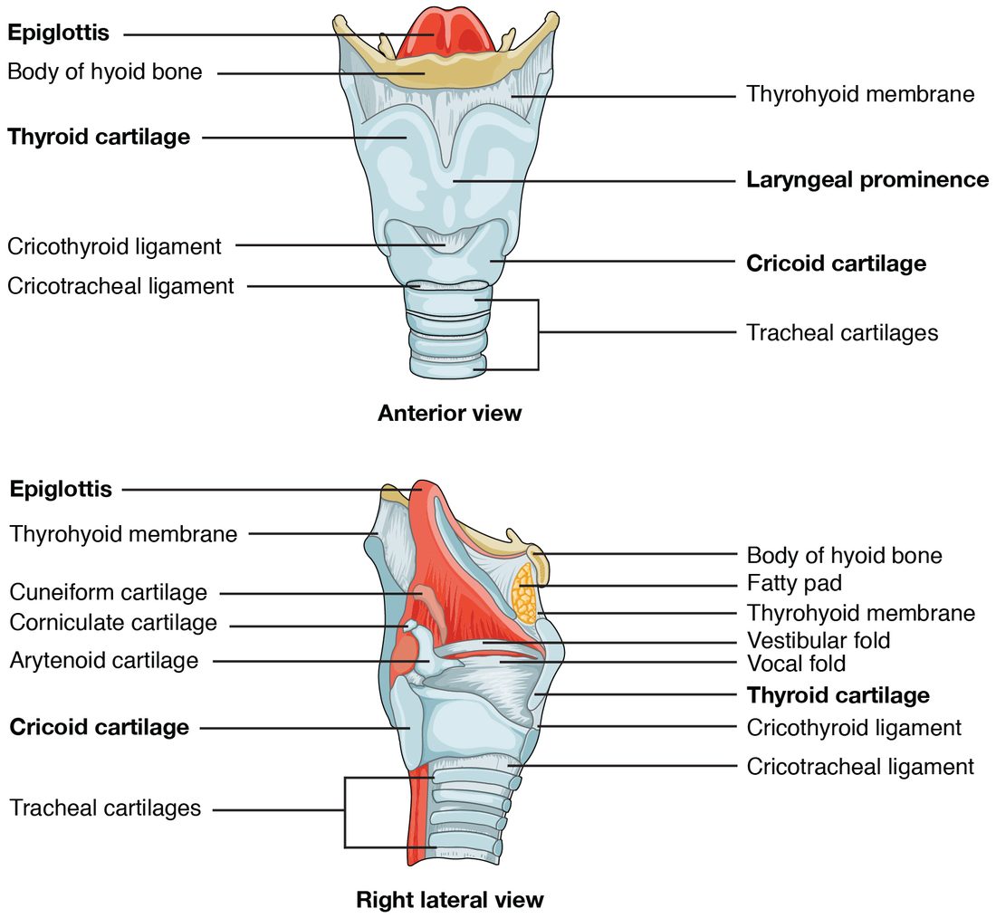 The voice box from the front and from the right side. The front view shows the U-shaped hyoid bone at the top with the leaf-shaped flap rising behind it, the large shield-shaped cartilage with a ridge in the midline, the ring-shaped cartilage below it joined by a ligament, and the rings of the windpipe beneath. The side view adds the small paired cartilages at the back and the two folds inside.