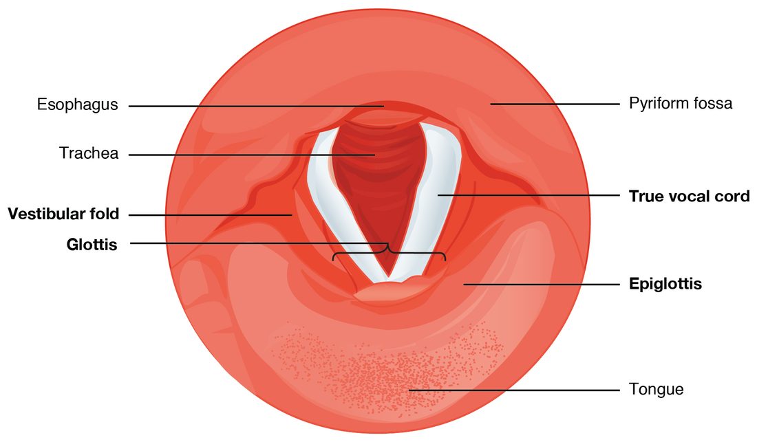 The inside of the voice box viewed from above, looking down the throat. Two pale white bands form a V-shaped opening leading down into the windpipe; a pair of pinker folds lies above and outside them. The leaf-shaped flap sits at the front near the base of the tongue, and the opening of the esophagus lies behind.