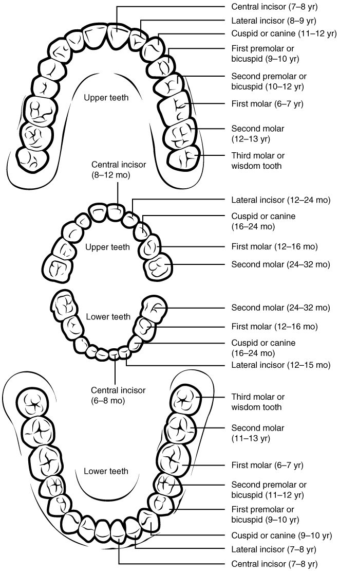 Two sets of teeth drawn as upper and lower arches. The large outer arches show the 32 adult teeth, each labeled with its name and the age range at which it usually appears, from the first molars at about 6 years to the third molars at the back. The smaller arches in the middle show the 20 baby teeth, with the months at which each usually appears.