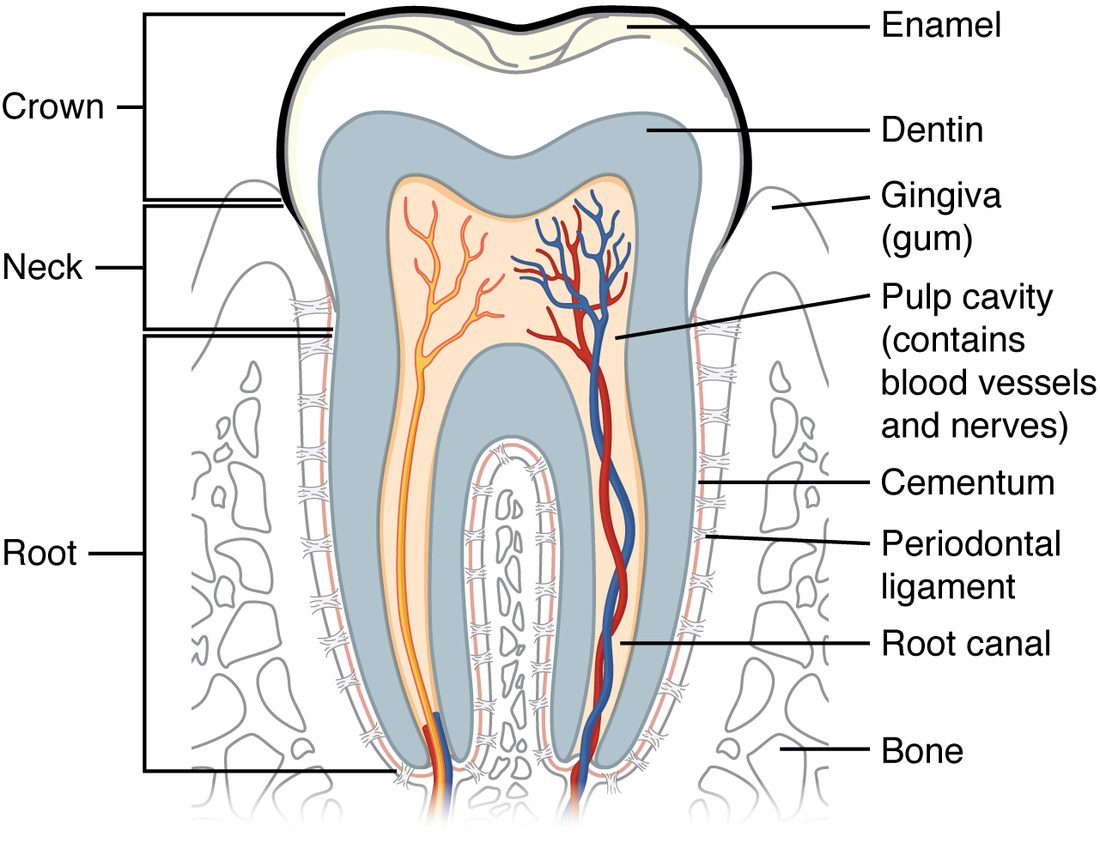 A lengthwise cut through a molar sitting in its socket of bone. The part above the gum is capped with a hard outer layer. Beneath it, a thick layer makes up most of the tooth and surrounds a central cavity that holds blood vessels and a nerve; the cavity continues down each root as a narrow canal. A thin layer covers the roots, and fibers attach it to the bone of the socket. Brackets mark the crown, the neck at the gum line and the roots.