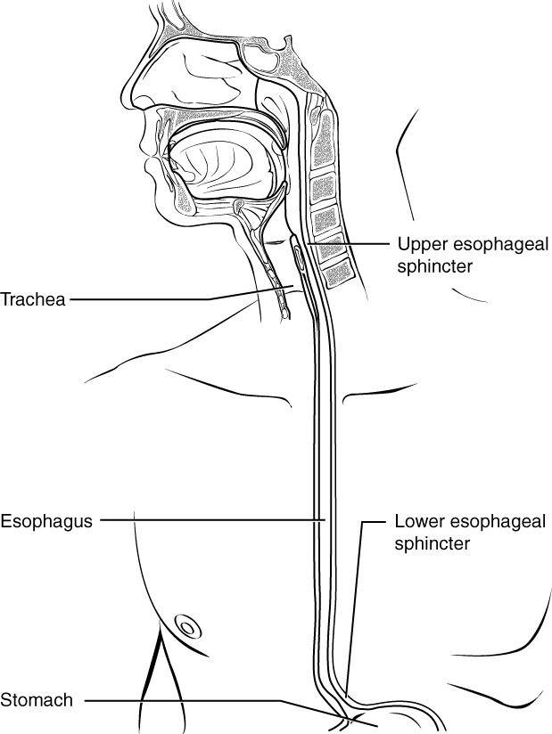 A side view of the head, neck and chest cut down the middle. A narrow muscular tube runs from the throat, behind the windpipe, down through the chest to the stomach. Labels mark a sphincter at its upper end, just below the throat, and another at its lower end, where it joins the stomach.