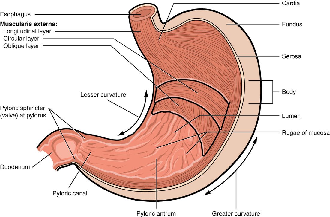 A J-shaped pouch cut open from the front. The esophagus enters at the top; a dome rises beside that entry on the right of the drawing, and the large middle region curves down and across to a narrowing tube on the left that ends at a thick muscular ring leading into the intestine. Three muscle layers are peeled back on the front wall, running lengthwise, around and diagonally. The inner lining is thrown into long folds. Arrows mark the short inner curve and the long outer curve.