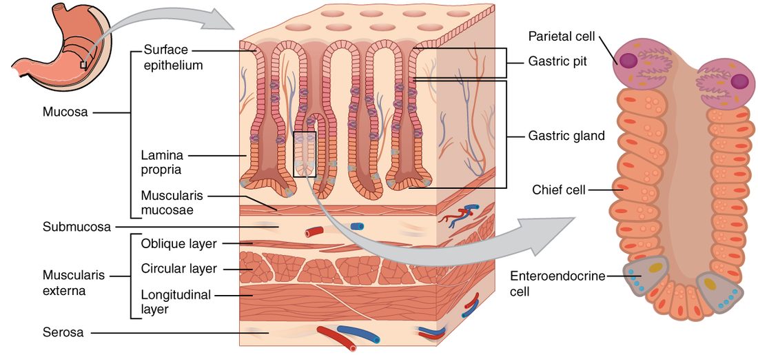 Three panels of the stomach wall at increasing magnification. A small stomach shows where the sample comes from. A block of wall shows the lining dotted with pits that lead down into tube-shaped glands, then a thin muscle layer, a connective tissue layer with vessels, three layers of muscle running in different directions and a thin outer covering. An enlarged gland shows large round cells with folded interiors near its upper part, many smaller cells with granules lower down, and a few pale hormone-secreting cells at its base.