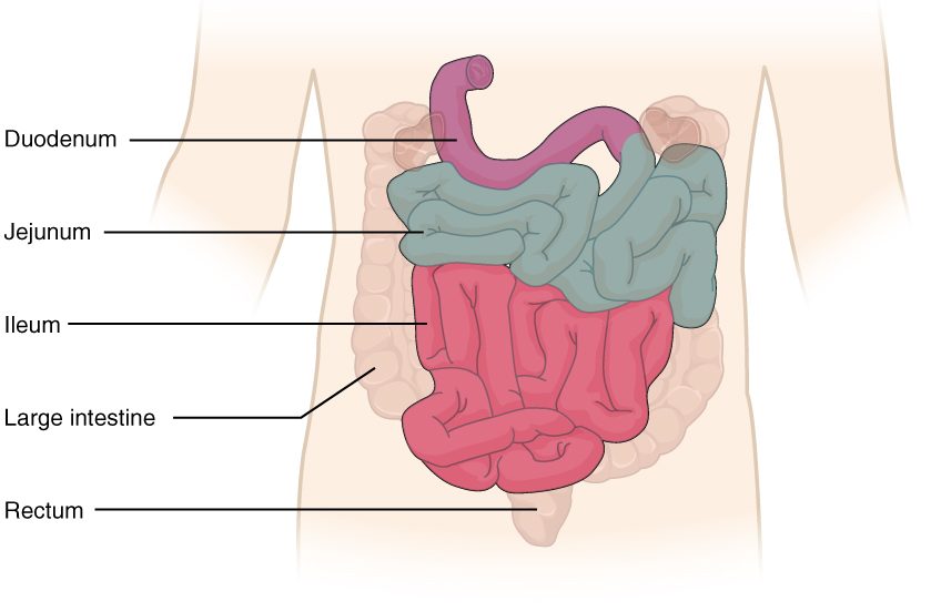 A front view of the abdomen showing the small intestine in three colors. A short, curved first part sits at the top, where the stomach would empty into it. The middle part coils in the upper left of the abdomen, and the final part coils lower down on the right and in the pelvis. The pale, wider large intestine frames the coils, ending at the rectum below.
