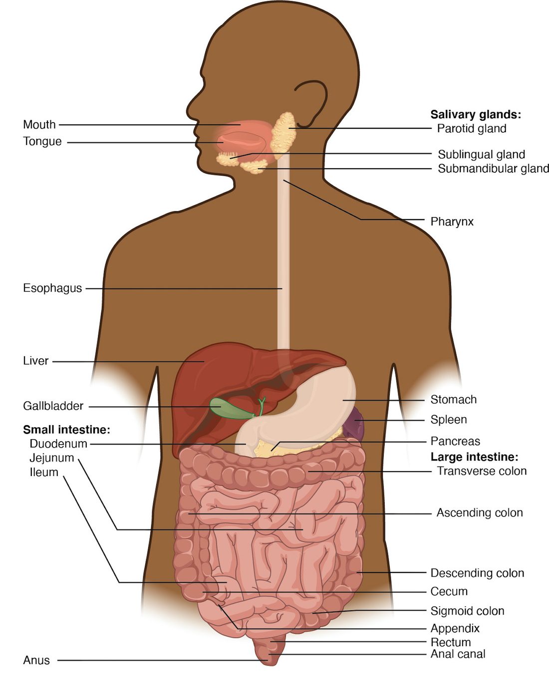 A front view of a person's head and trunk with the digestive organs drawn in place. A single tube runs from the mouth and throat down the neck and chest to a pouch under the left ribs, then through many coils in the abdomen to a wider tube that frames them and ends at the anus. Glands beside the jaw, a large reddish organ under the right ribs with a small green sac beneath it, and a pale gland behind the pouch are labeled as well.