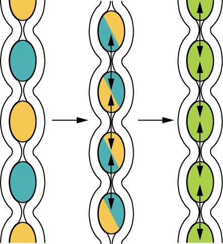 Three drawings of a length of intestine pinched at regular intervals into a chain of pockets, each holding a colored lump. In the first, the lumps alternate between two colors. In the second, the pinches have moved to the middle of each old pocket, so each lump is split and pushed together with half of its neighbor. In the third, every lump is an even mix of the two colors.