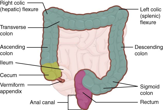 A front view of the large intestine framing the faded coils of the small intestine. A yellow-green pouch in the lower right receives the end of the small intestine, with a small worm-like tube hanging below it. From there a gray-green, puckered tube rises up the right side, bends sharply under where the liver would be, crosses the abdomen, bends down again higher on the left, descends the left side and makes an S-shaped loop in the pelvis. It joins a purple straight segment that ends in a short canal at the bottom.