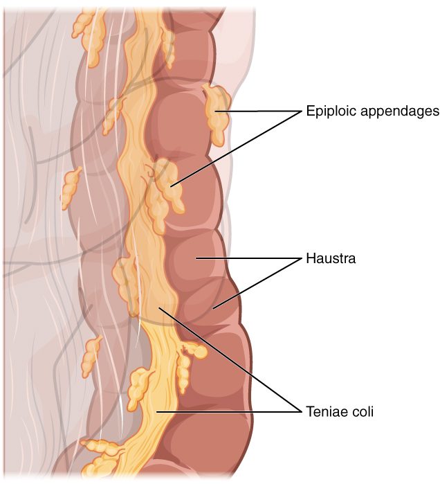 A close view of the outer surface of the colon. The wall bulges into a row of rounded pouches. A narrow pale yellow ribbon of muscle runs lengthwise down the tube, and small yellow fat-filled tags hang from the surface along it.