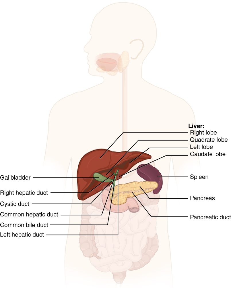 A front view of the trunk with the digestive organs faded except the accessory organs. The large reddish-brown liver fills the upper right abdomen under the diaphragm, with a big right lobe and a smaller left lobe; two small lobes show between them. A green pear-shaped gallbladder sits under the right lobe. Thin green ducts from the liver and the gallbladder join into one duct that runs down to the curved first part of the small intestine. The pale yellow, lumpy pancreas lies across the back of the abdomen, its head in the curve of the intestine and its tail reaching the purple spleen on the left; a duct runs along its length.