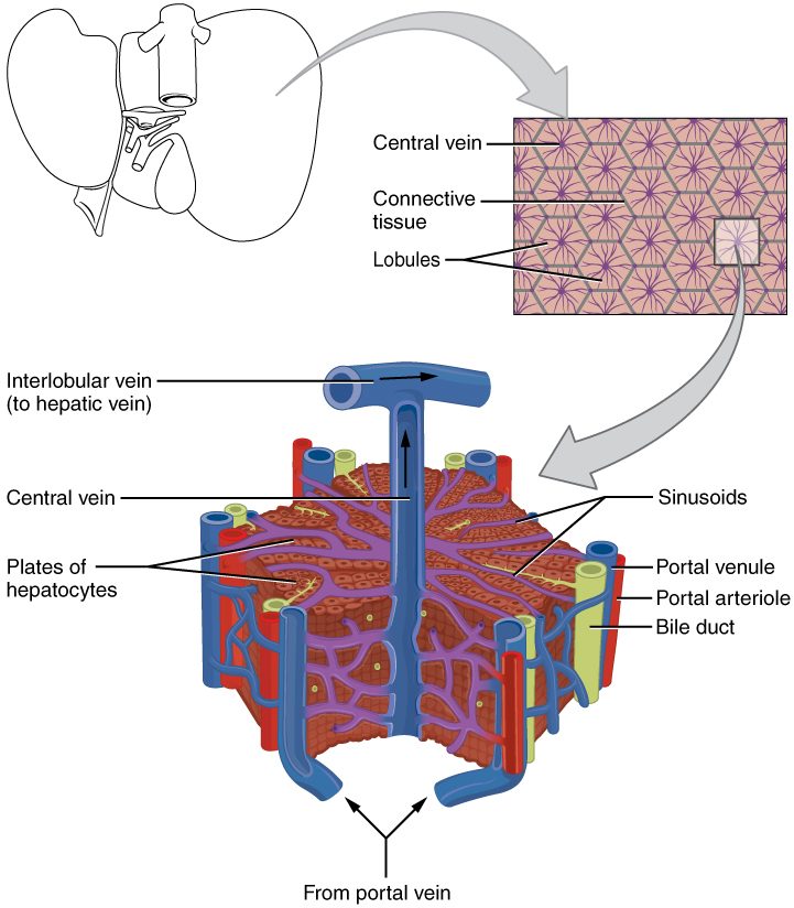 Three levels of liver structure. Top left: an outline of the liver. Top right: an enlarged patch of its surface showing six-sided lobules packed like honeycomb, each with a dark spot at its center, separated by thin connective tissue. Bottom: one lobule cut open as a block. Plates of reddish liver cells radiate like spokes from a blue vein running up the center, which joins a larger vein at the top. Purple channels run between the plates from the edges to the central vein. At the corners of the lobule stand bundles of three tubes: a blue vein branch, a red artery branch and a green duct. Blue vessels at the bottom are marked as coming from the portal vein.