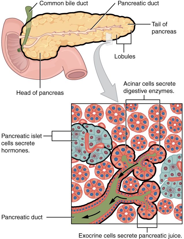 Top: the pancreas, a long pale lobulated organ, with its broad head tucked into the curve of the first part of the small intestine and its narrow tail extending to the right; a main duct runs its length and joins the bile duct. Bottom: an enlarged square of pancreatic tissue. Most of it is round clusters of pink cells around tiny ducts that drain into a larger green duct, labeled as exocrine cells secreting pancreatic juice and acinar cells secreting digestive enzymes. Two pale blue-green islands of cells with capillaries running through them are labeled as pancreatic islet cells secreting hormones.