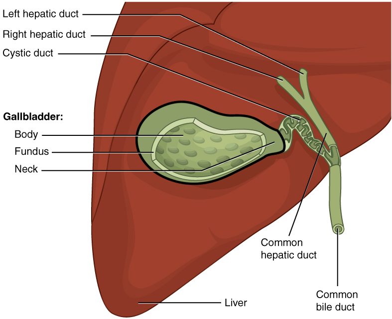 A close view of the underside of the liver with the gallbladder cut open. The green, pear-shaped gallbladder has a rounded end, a wide middle and a narrow neck leading into a twisting duct. Two ducts come down from the liver on the left and right and join into one; the twisting duct from the gallbladder joins that duct, and the combined duct continues downward as a single tube, shown cut across at its end.