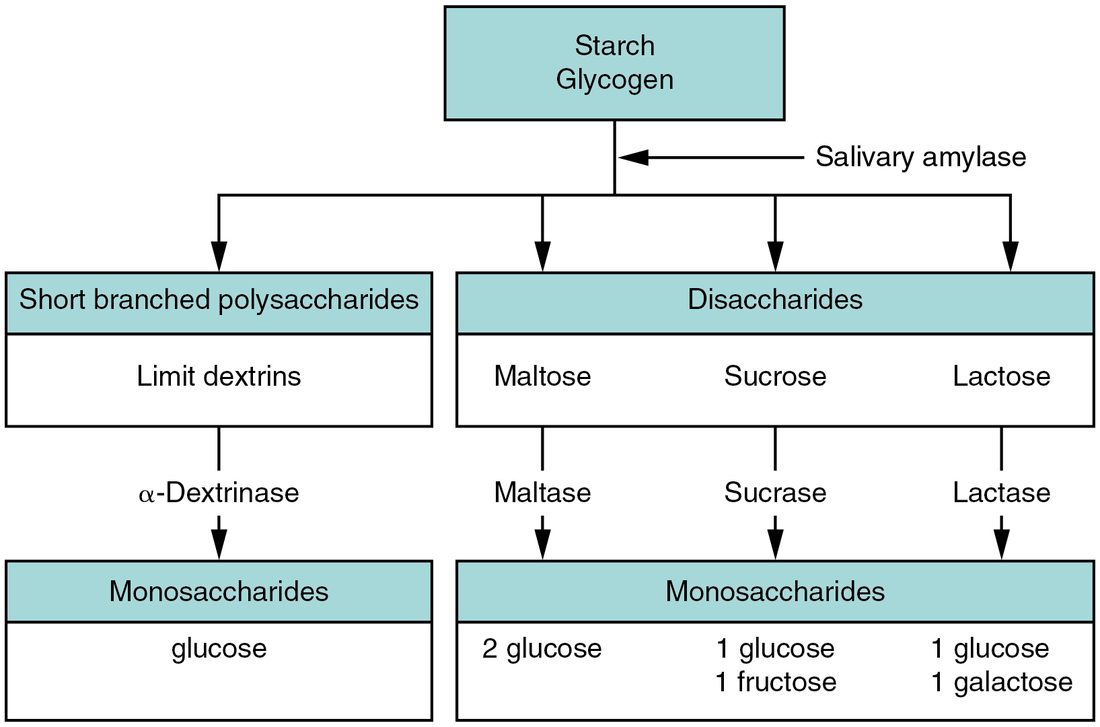 A flow chart. A top box of starch and glycogen is cut by salivary amylase into two groups: short branched polysaccharides (limit dextrins) on the left and three disaccharides on the right, maltose, sucrose and lactose. Below each, an enzyme is named: alpha-dextrinase, maltase, sucrase and lactase. The bottom boxes give the monosaccharides produced: glucose from the dextrins; two glucose from maltose; one glucose and one fructose from sucrose; one glucose and one galactose from lactose.