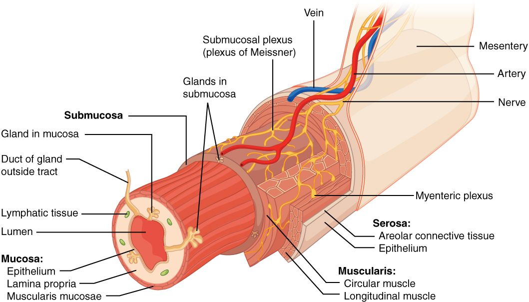 A cutaway drawing of a short length of digestive tube with its layers peeled back like nested sleeves. From the central space outward: an inner lining with glands and small patches of lymphoid tissue, a thin muscle layer, a connective tissue layer carrying blood vessels, nerves and a nerve network, a ring of circular muscle and a sheet of lengthwise muscle with a second nerve network between them, and a thin outer covering. A sheet of tissue carrying an artery, a vein and a nerve attaches the tube to the body wall.